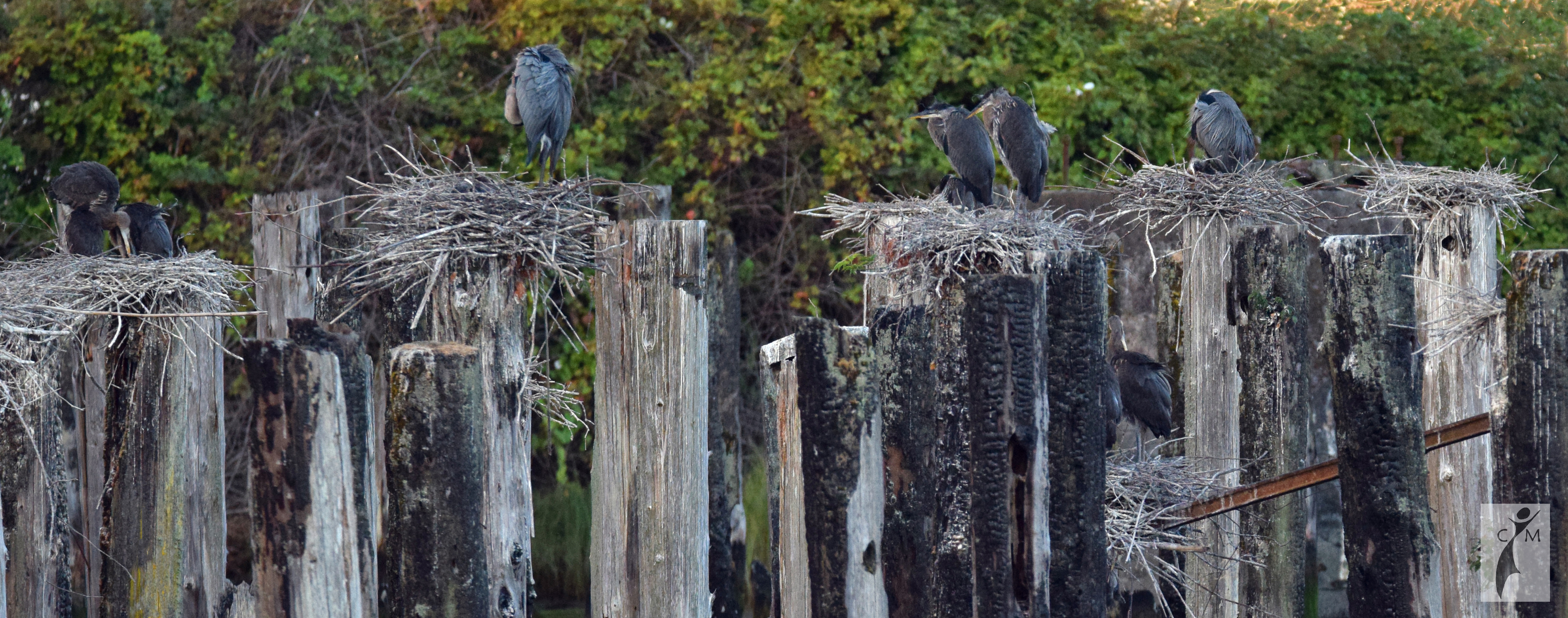 Nesting Great Blue Heron Everett Waterfront