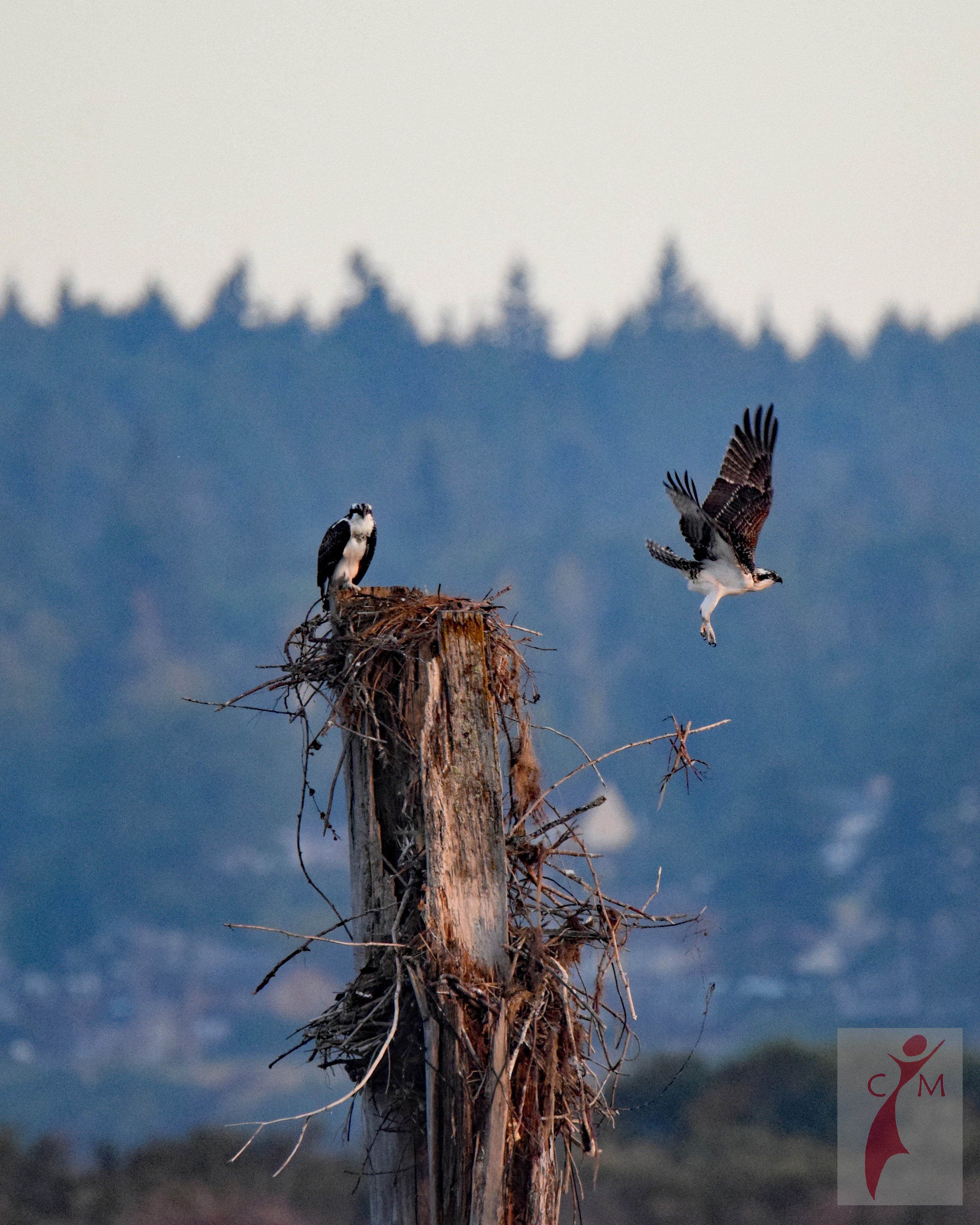 Osprey taking off from nest on Everett Waterfront