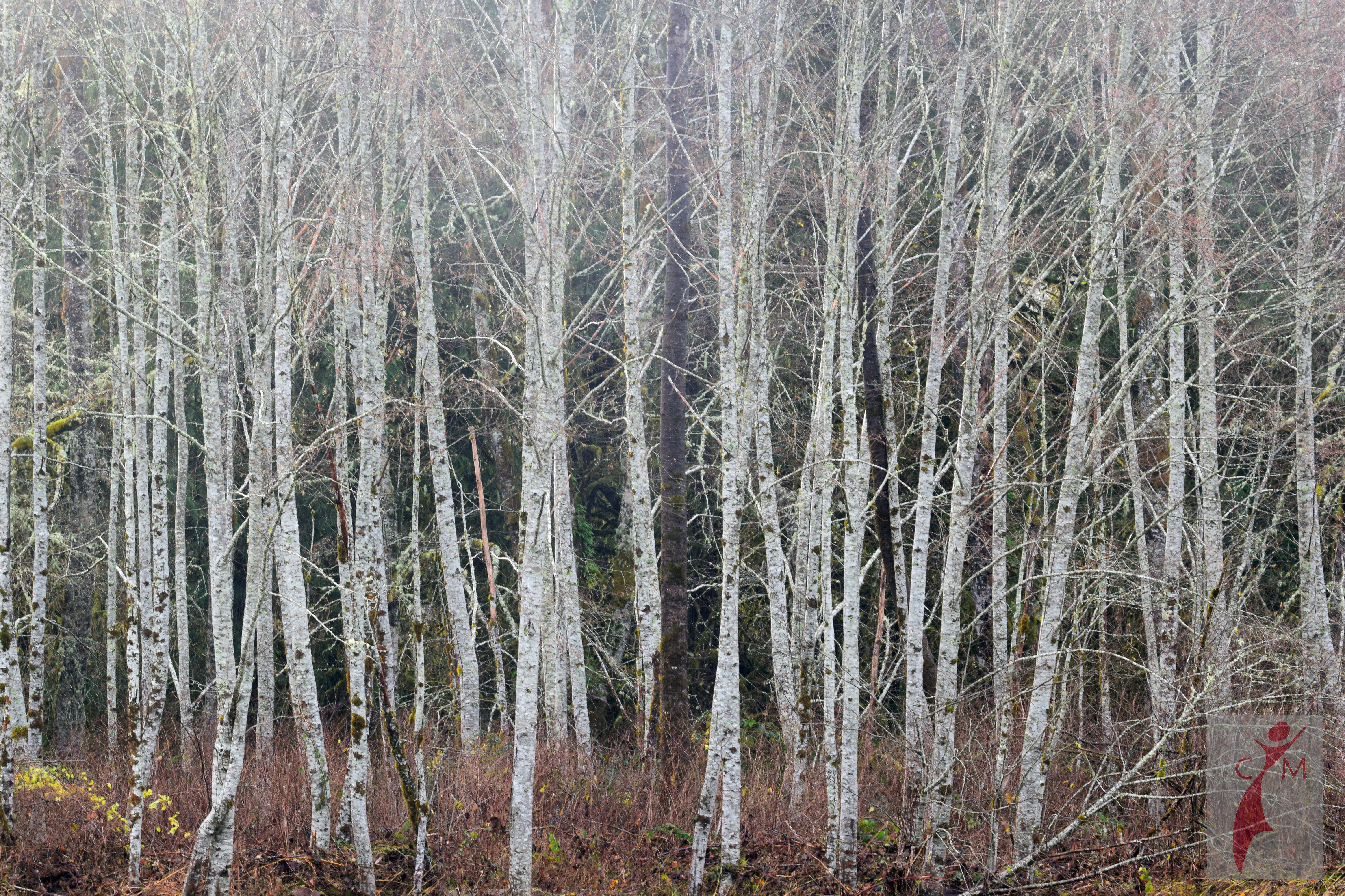 Birch Trees on the Skagit River Washington