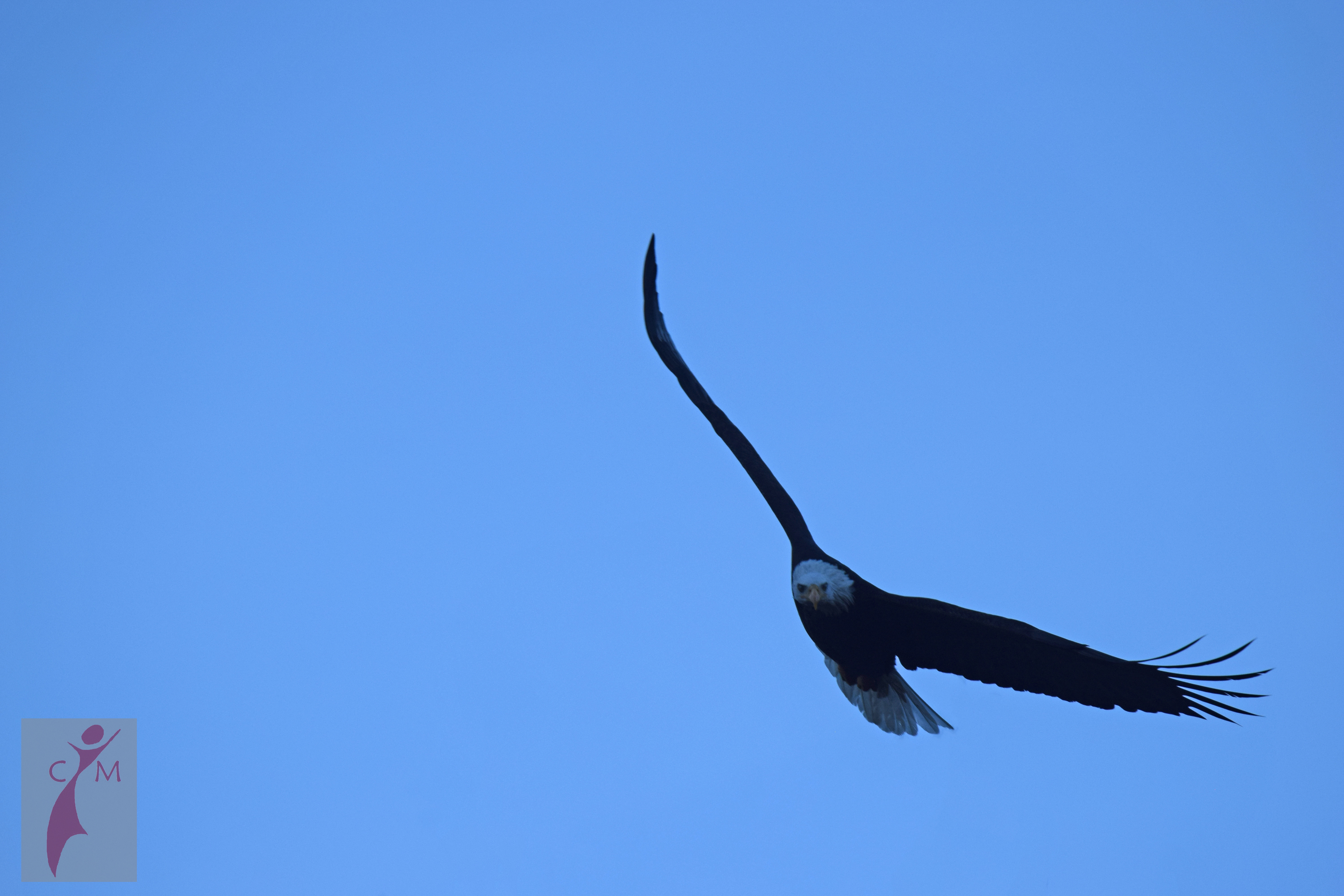 Eagle soaring over the Skagit River