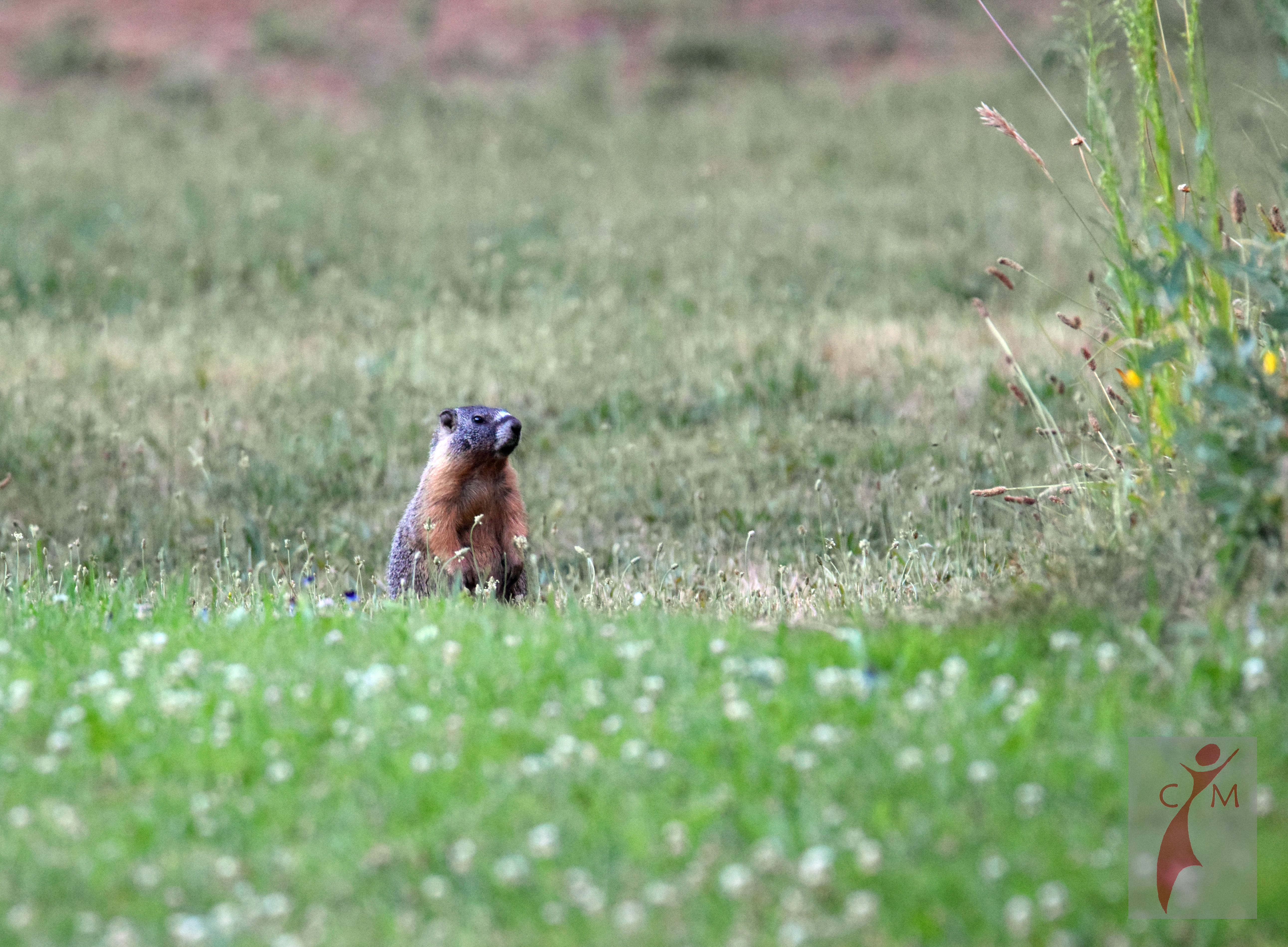 small brown mammal in a pasture