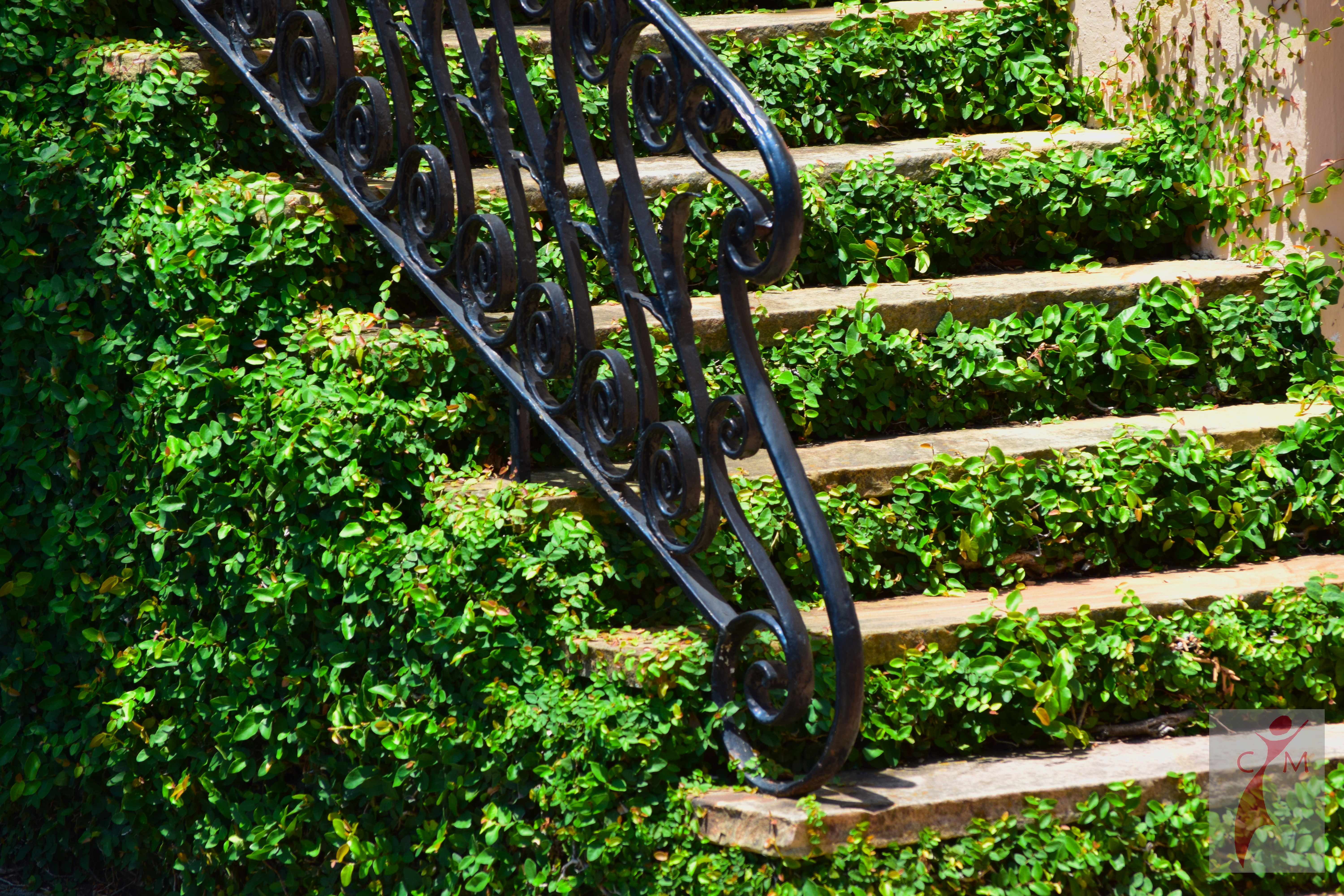 Ivy covered steps of a Charleston home
