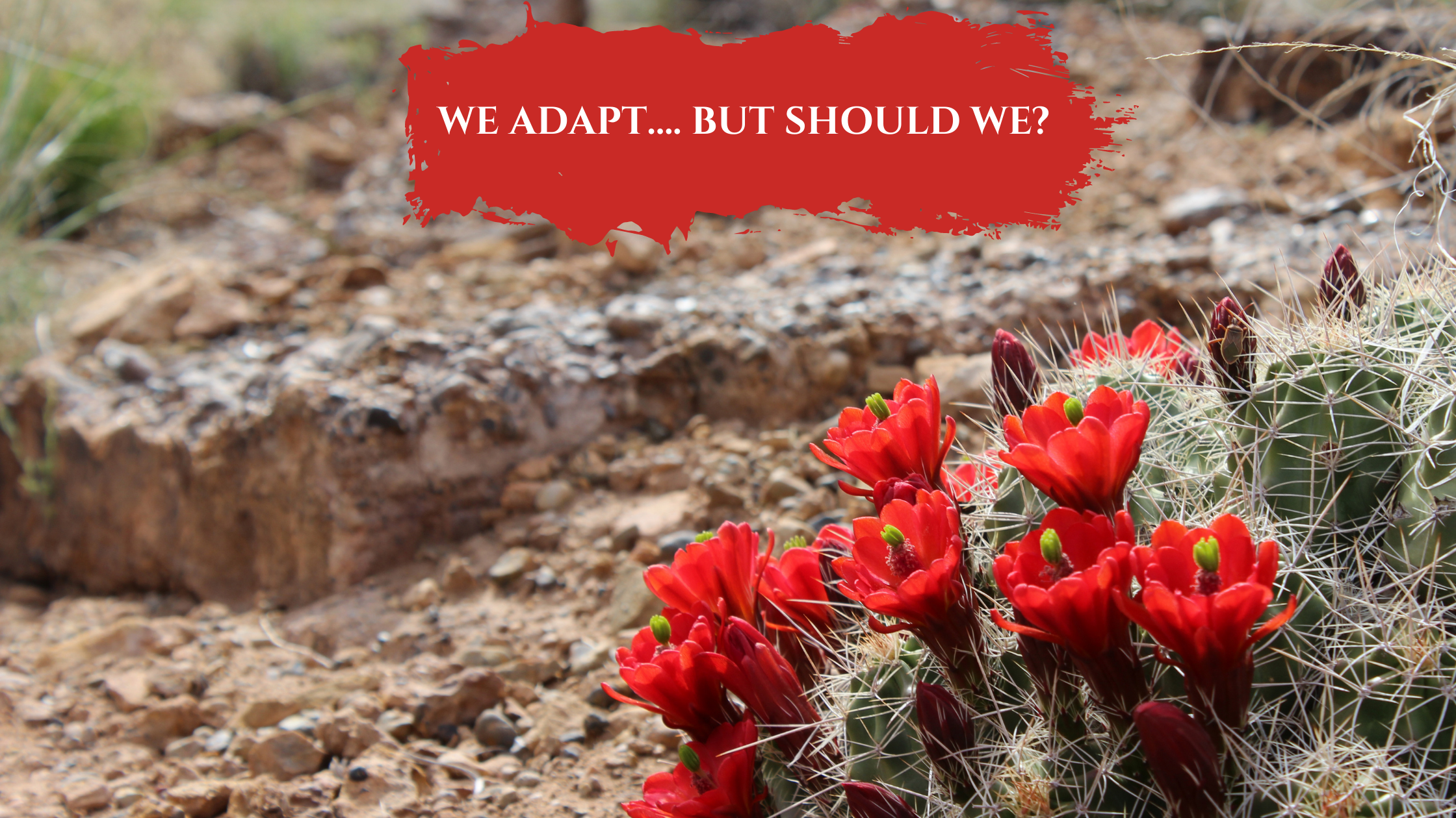 We adapt…. but should we?